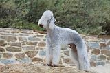 BEDLINGTON TERRIER 025